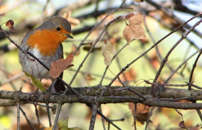 Lapenne. Meeting around the birds of Ariège