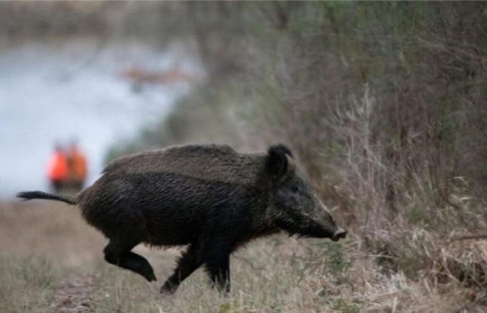 wild boars in the line of sight