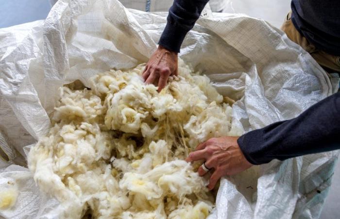 Quebec wool | An industry that wants to get back on track