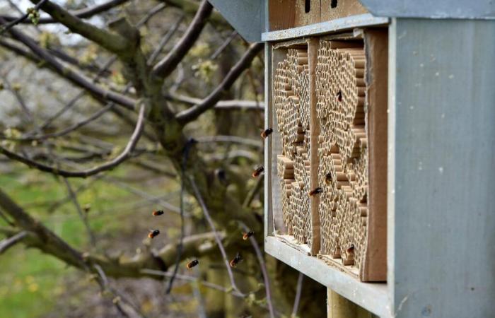 “Unlike global warming, the biodiversity crisis is not understood as a risk by the ruling classes”