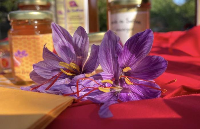 FACT OF THE DAY Saffron more popular than ever in local color