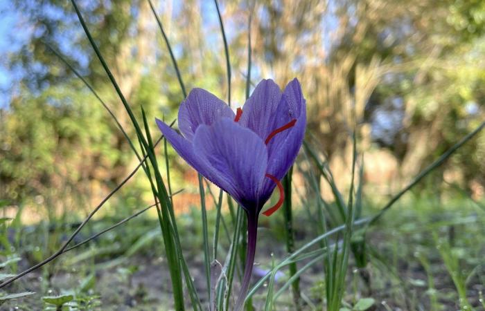 FACT OF THE DAY Saffron more popular than ever in local color