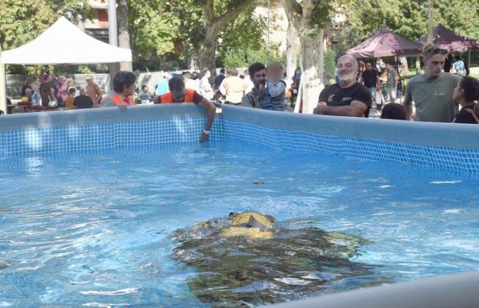 The South-Aveyron underwater club looking for its former licensees