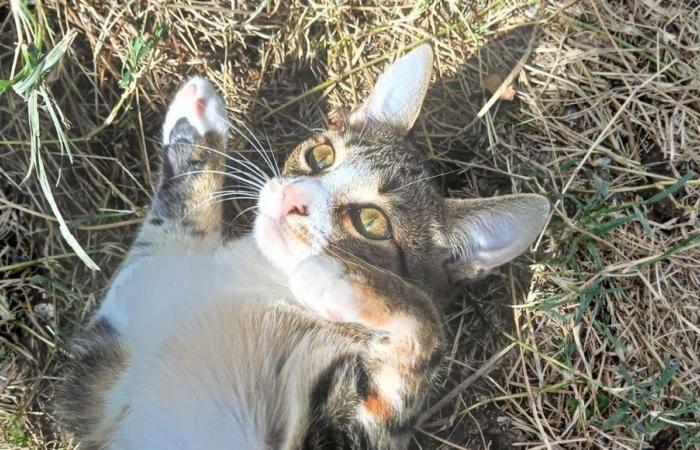 #TooMignon – Llima, sweet and cuddly 6 month old kitten, ready for adoption