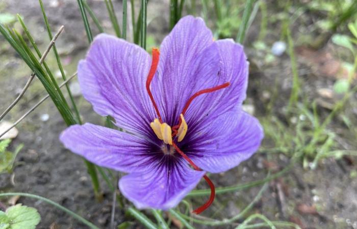 FACT OF THE DAY Saffron more popular than ever in local color