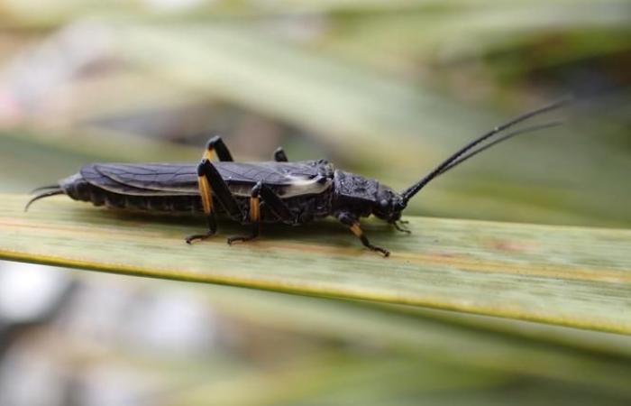 Pearls, these insects whose color humans have transformed