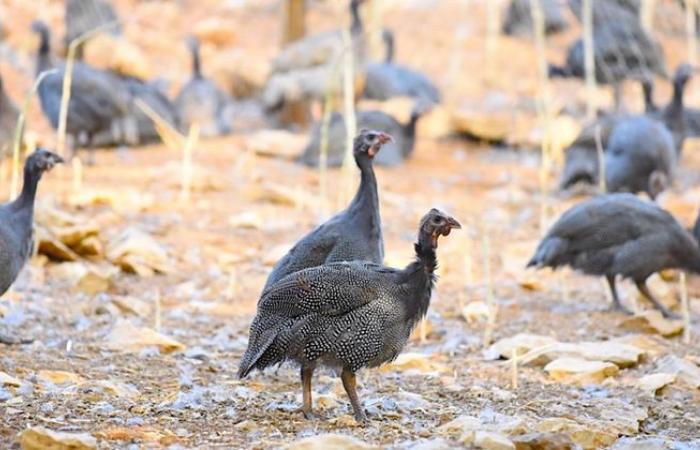 The new life of the Landes farm guinea fowl