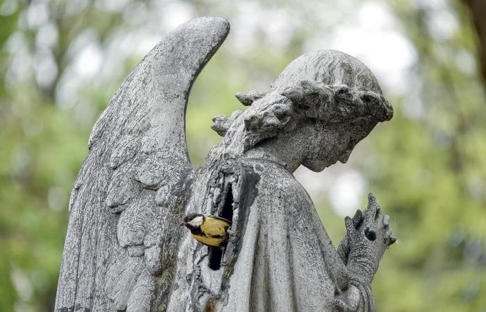 Benoît Gallot, the man who captures the life of the Père-Lachaise cemetery