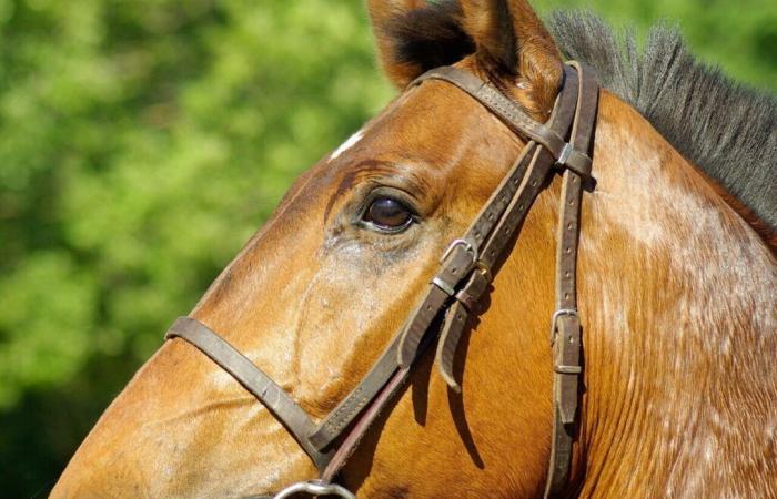 A young rider between life and death after a fall on horseback in Lot-et-Garonne