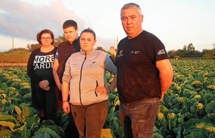 “I was already cutting cauliflowers at the age of 10”: succession is assured for these market gardeners from Plougrescant