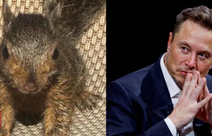 Peanut the Squirrel’s euthanasia: Elon Musk calls Biden administration a ‘heartless killing machine’