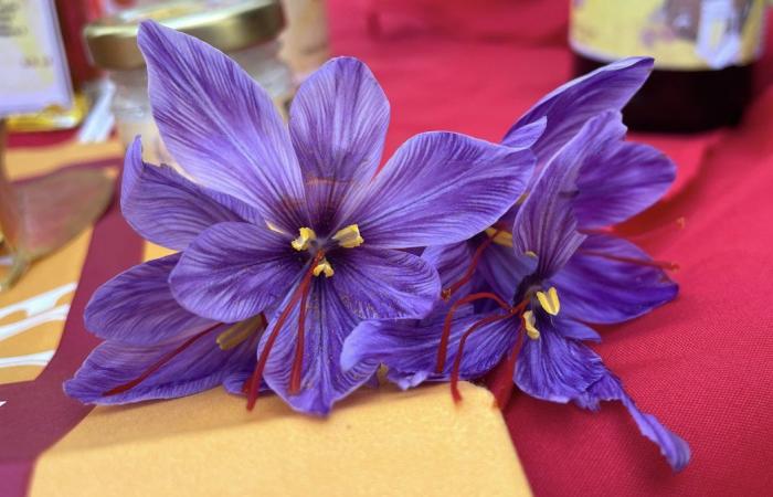 FACT OF THE DAY Saffron more popular than ever in local color