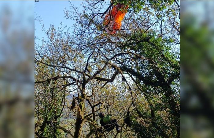 Dordogne firefighters rescue paraglider stuck in tree five meters high