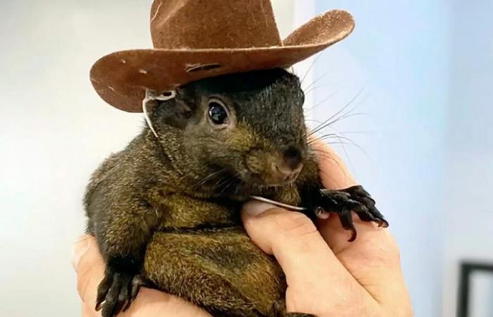 Squirrel “Peanut”: Authorities confiscate famous rodent