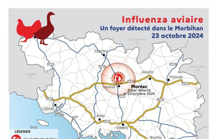 Avian influenza | Extension of the protection and surveillance zone in Morbihan – Nov. 2, 2024 – News – News