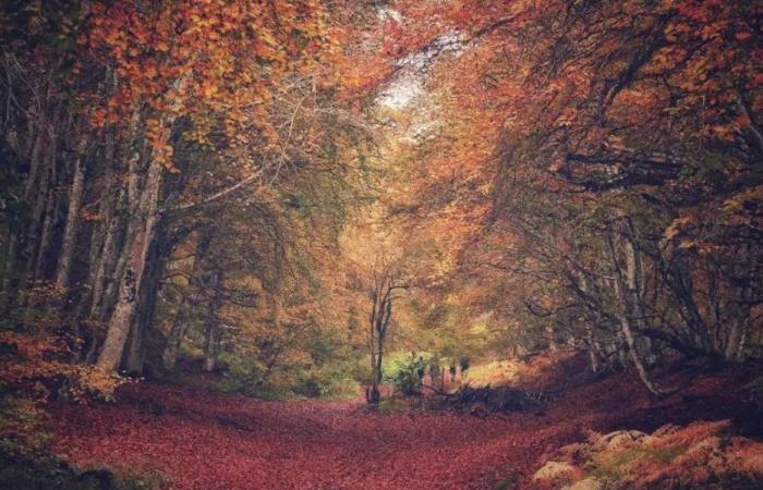 PICTURES. When autumn enhances the landscapes of Auvergne