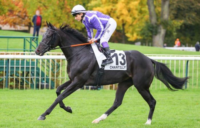 Baba Sim in interesting base in Monday’s Quinté+ at Fontainebleau