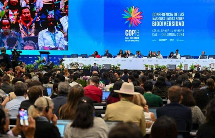 COP16 on biodiversity in Cali ends in failure