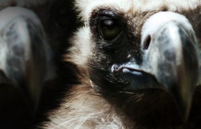 VIDEO. Horrible images of the attack of a flock of vultures on a cow and her calf in Aveyron