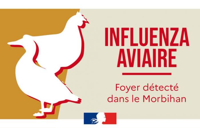 Avian influenza | Extension of the protection and surveillance zone in Morbihan – Nov. 2, 2024 – News – News