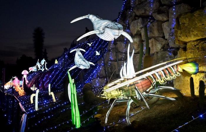 PHOTOS – The Lights of Africa at the Sigean African Reserve: visual magic near Narbonne