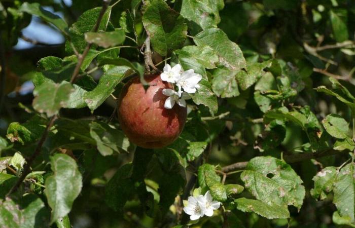 This town of Seine-Saint-Denis offers 600 fruit trees to its inhabitants