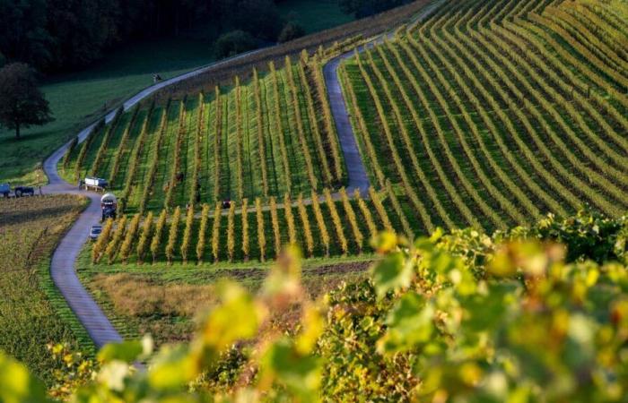 Côtes de l’Orbe: the rough diamond of the Vaudois vineyard