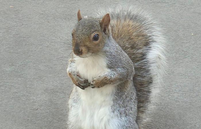 Peanut the squirrel, euthanized by a Democratic state