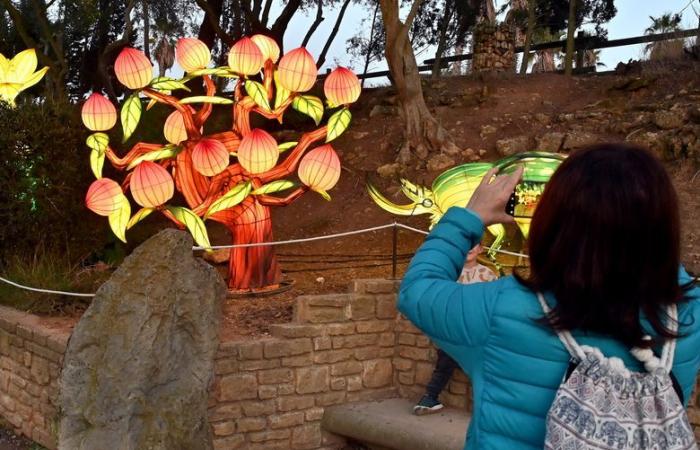 PHOTOS – The Lights of Africa at the Sigean African Reserve: visual magic near Narbonne