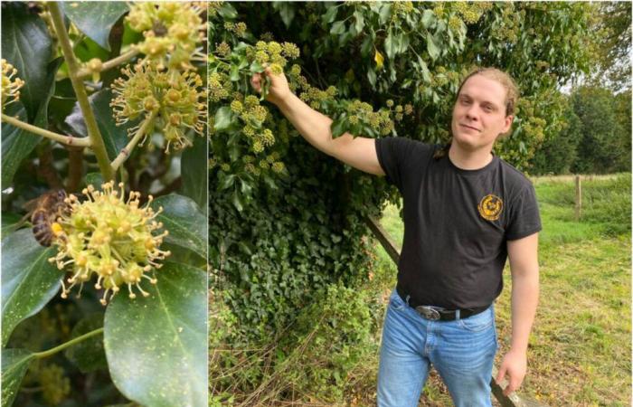 this beekeeper from Orne reveals his little-known asset