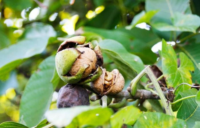 Resilience: The South-West nut industry wants to reinvent itself in the face of climate challenges | Agriculture Massif central