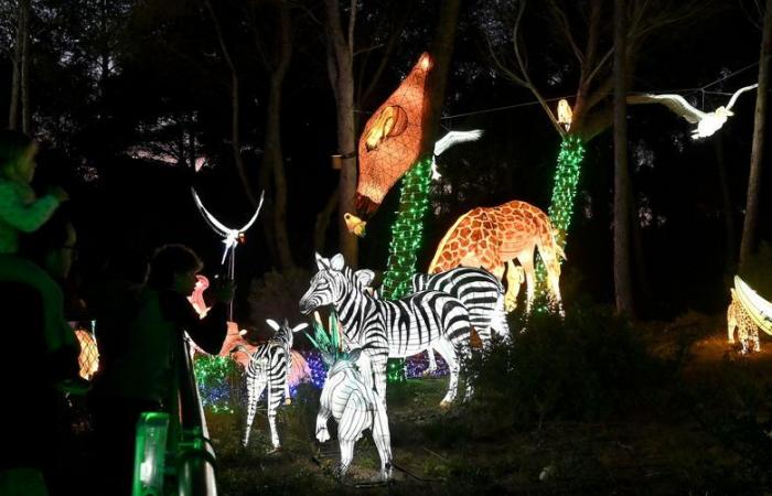 PHOTOS – The Lights of Africa at the Sigean African Reserve: visual magic near Narbonne