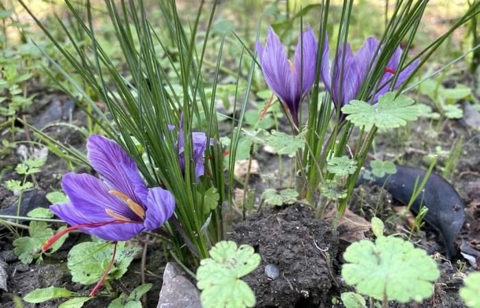 FACT OF THE DAY Saffron more popular than ever in local color