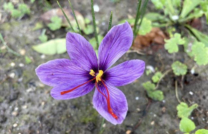 FACT OF THE DAY Saffron more popular than ever in local color