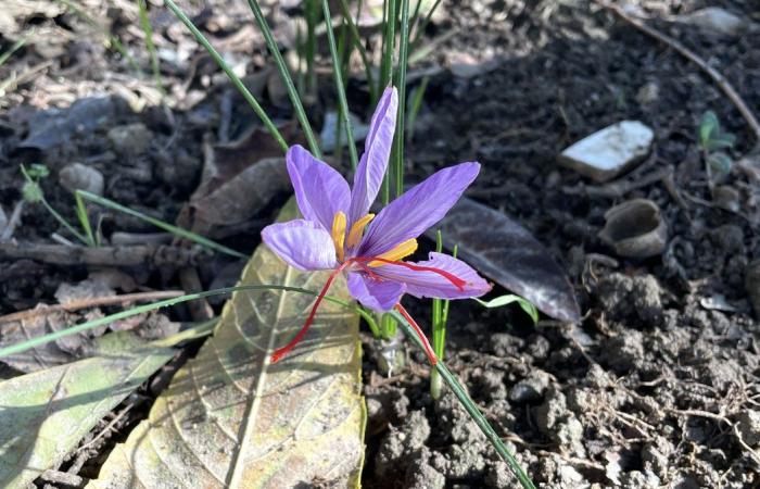 FACT OF THE DAY Saffron more popular than ever in local color