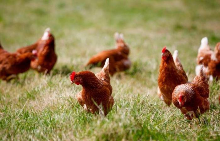 A new outbreak of avian flu detected in Brittany