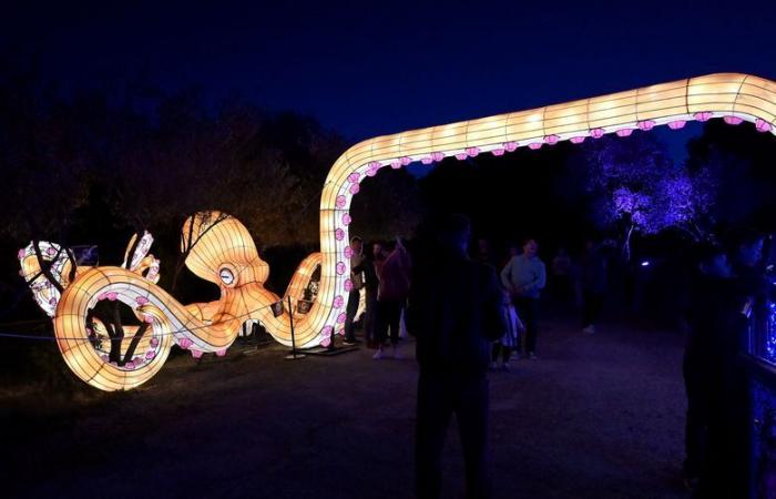 PHOTOS – The Lights of Africa at the Sigean African Reserve: visual magic near Narbonne