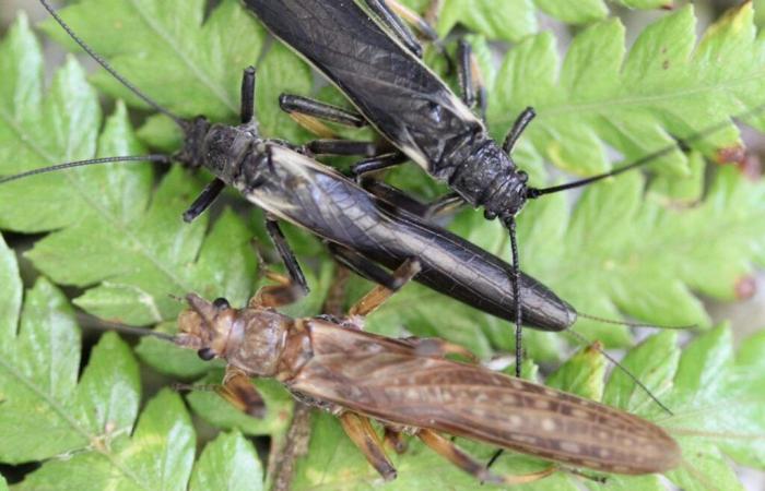 Pearls, these insects whose color humans have transformed