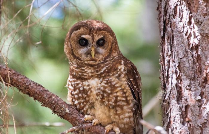 In the United States, the fate of ancient forests suspended in the presidential election