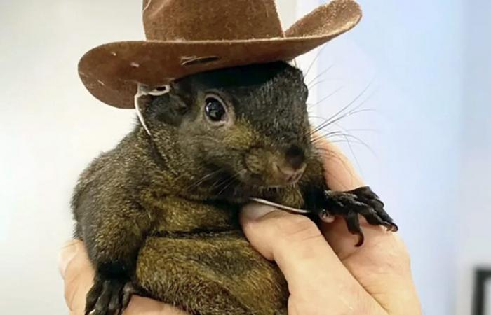 Famous squirrel Peanut is dead, according to owner