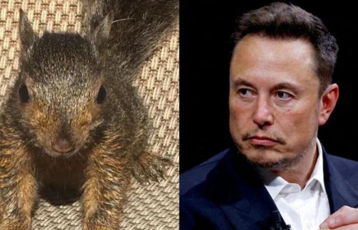 Elon Musk Mourns Peanut’s Euthanasia