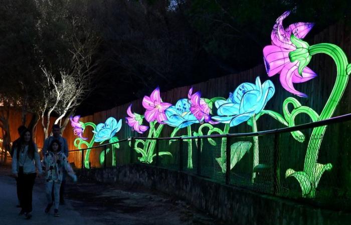 PHOTOS – The Lights of Africa at the Sigean African Reserve: visual magic near Narbonne