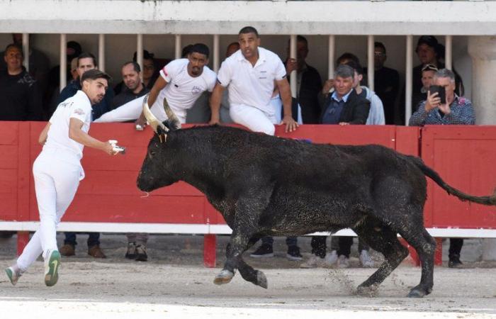 Suspense and “golden” bulls for the 40th final of the Pescalune Trophy