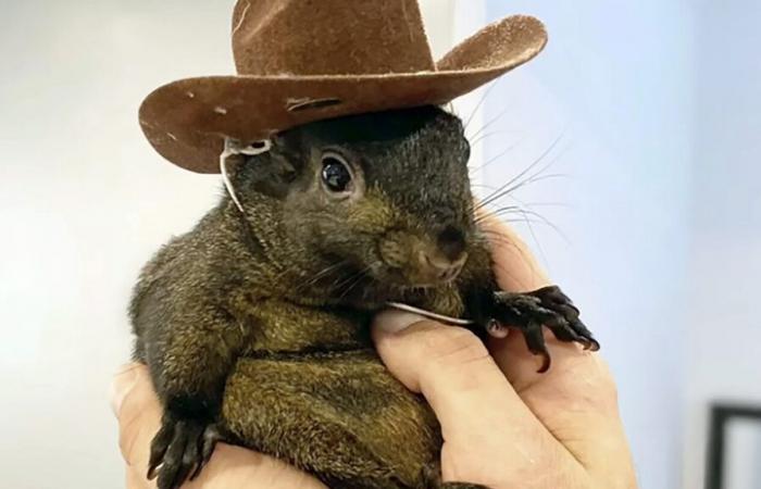 Man who took in Peanut the squirrel says it’s ‘surreal’ officials euthanized his pet