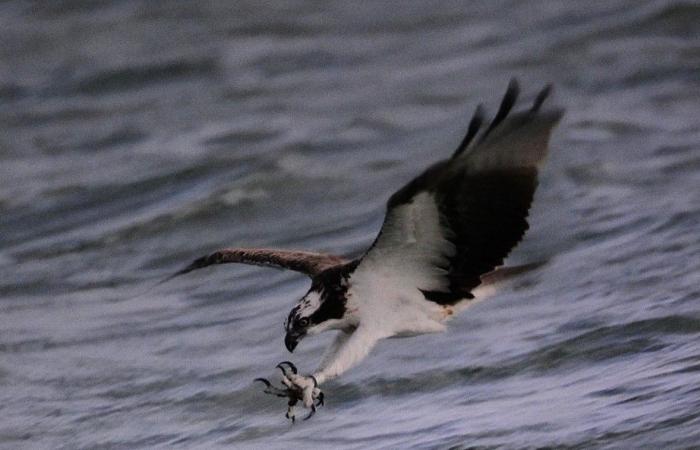 Sneaky preview of the documentary ‘De Biesbosch, Nature in Motion’ in the DeWitt film theater