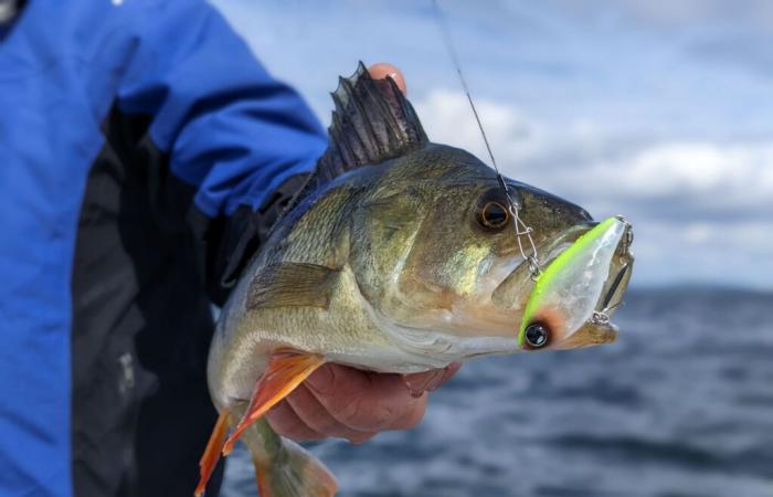 Closing of the 1st edition of the national and international sport fishing competition