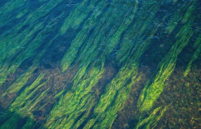 Algae photosynthesis, a potential for creating renewable energy, according to a Concordia University study