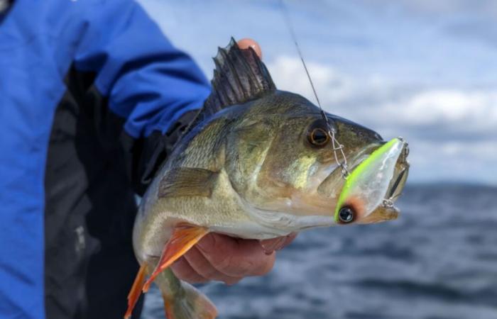 Dakhla: Closing of the 1st edition of the national and international sport fishing competition