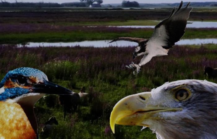 Sneaky preview of the documentary ‘De Biesbosch, Nature in Motion’ in the DeWitt film theater