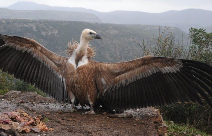 VIDEO. Images of the attack of a flock of vultures on a cow and her calf in Aveyron